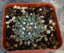 Load image into Gallery viewer, Ariocarpus kotschoubeyanus subs. sladkovskyi
