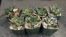Load image into Gallery viewer, Ariocarpus trigonus
