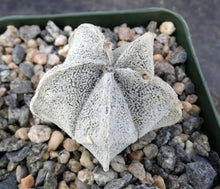 Load image into Gallery viewer, Astrophytum coahuilense

