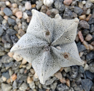 Astrophytum coahuilense