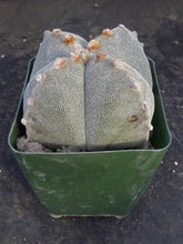 Load image into Gallery viewer, Astrophytum myriostigma 'Onzuka Quadricostata'

