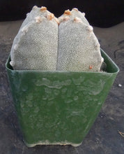Load image into Gallery viewer, Astrophytum myriostigma 'Onzuka Quadricostata'
