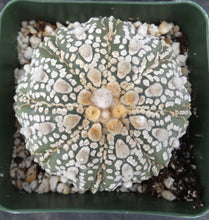 Load image into Gallery viewer, Astrophytum asterias 'Fukuryu Super Kabuto'

