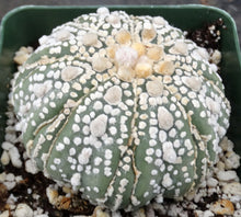 Load image into Gallery viewer, Astrophytum asterias 'Fukuryu Super Kabuto'
