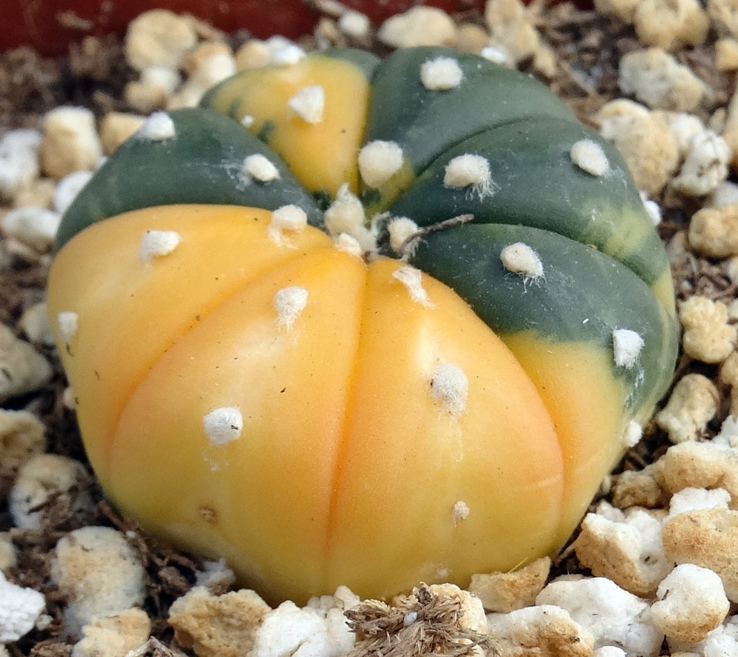 Astrophytum asterias *variegated* #10