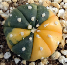 Load image into Gallery viewer, Astrophytum asterias *variegated* #10
