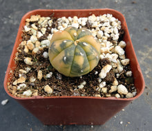 Load image into Gallery viewer, Astrophytum asterias *variegated* #11
