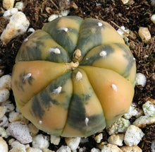 Load image into Gallery viewer, Astrophytum asterias *variegated* #11
