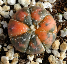 Load image into Gallery viewer, Astrophytum asterias *variegated* #1
