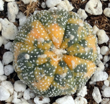 Load image into Gallery viewer, Astrophytum asterias *variegated* #2
