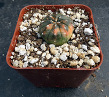 Load image into Gallery viewer, Astrophytum asterias *variegated* #3
