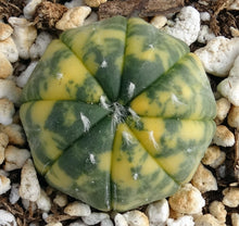 Load image into Gallery viewer, Astrophytum asterias *variegated* #4
