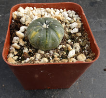 Load image into Gallery viewer, Astrophytum asterias *variegated* #5
