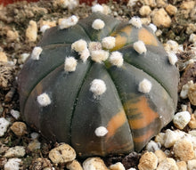 Load image into Gallery viewer, Astrophytum asterias *variegated* #6
