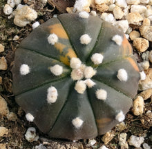 Load image into Gallery viewer, Astrophytum asterias *variegated* #6
