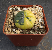 Load image into Gallery viewer, Astrophytum asterias *variegated* #8
