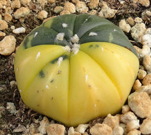 Load image into Gallery viewer, Astrophytum asterias *variegated* #8
