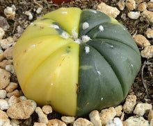 Load image into Gallery viewer, Astrophytum asterias *variegated* #8
