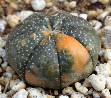 Load image into Gallery viewer, Astrophytum asterias *variegated* #9
