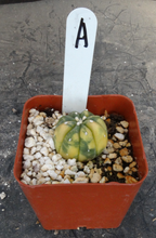 Load image into Gallery viewer, Astrophytum asterias *Variegated*
