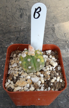 Load image into Gallery viewer, Astrophytum asterias *Variegated*
