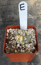 Load image into Gallery viewer, Astrophytum asterias *Variegated*
