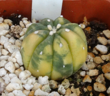 Load image into Gallery viewer, Astrophytum asterias *Variegated*
