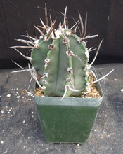 Load image into Gallery viewer, Astrophytum capricorne 'Buffalo' aka 'Taiho-Gyoku'
