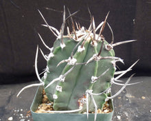 Load image into Gallery viewer, Astrophytum capricorne 'Buffalo' aka 'Taiho-Gyoku'
