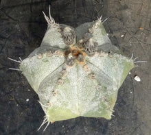 Load image into Gallery viewer, Astrophytum capricorne *larger*
