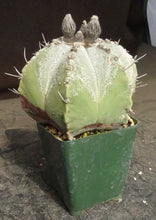 Load image into Gallery viewer, Astrophytum capricorne *larger*
