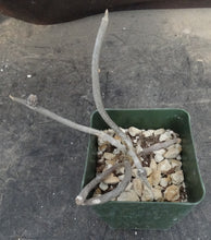 Load image into Gallery viewer, Astrophytum caput-medusae *Seed Grown*
