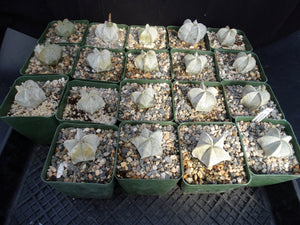 Astrophytum coahuilense