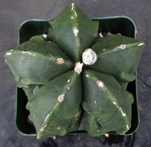 Load image into Gallery viewer, Astrophytum myriostigma v. 'Fukuryu' nuda
