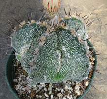 Load image into Gallery viewer, Astrophytum capricorne x ornatum *larger*
