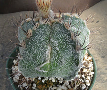 Load image into Gallery viewer, Astrophytum capricorne x ornatum *larger*
