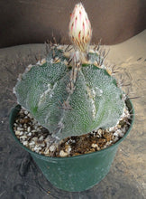 Load image into Gallery viewer, Astrophytum capricorne x ornatum *larger*
