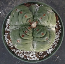 Load image into Gallery viewer, Astrophytum myriostigma 'Kikko' A
