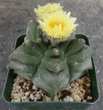 Load image into Gallery viewer, Astrophytum myriostigma 'Kikko'
