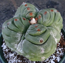 Load image into Gallery viewer, Astrophytum myriostigma 'Kikko' A
