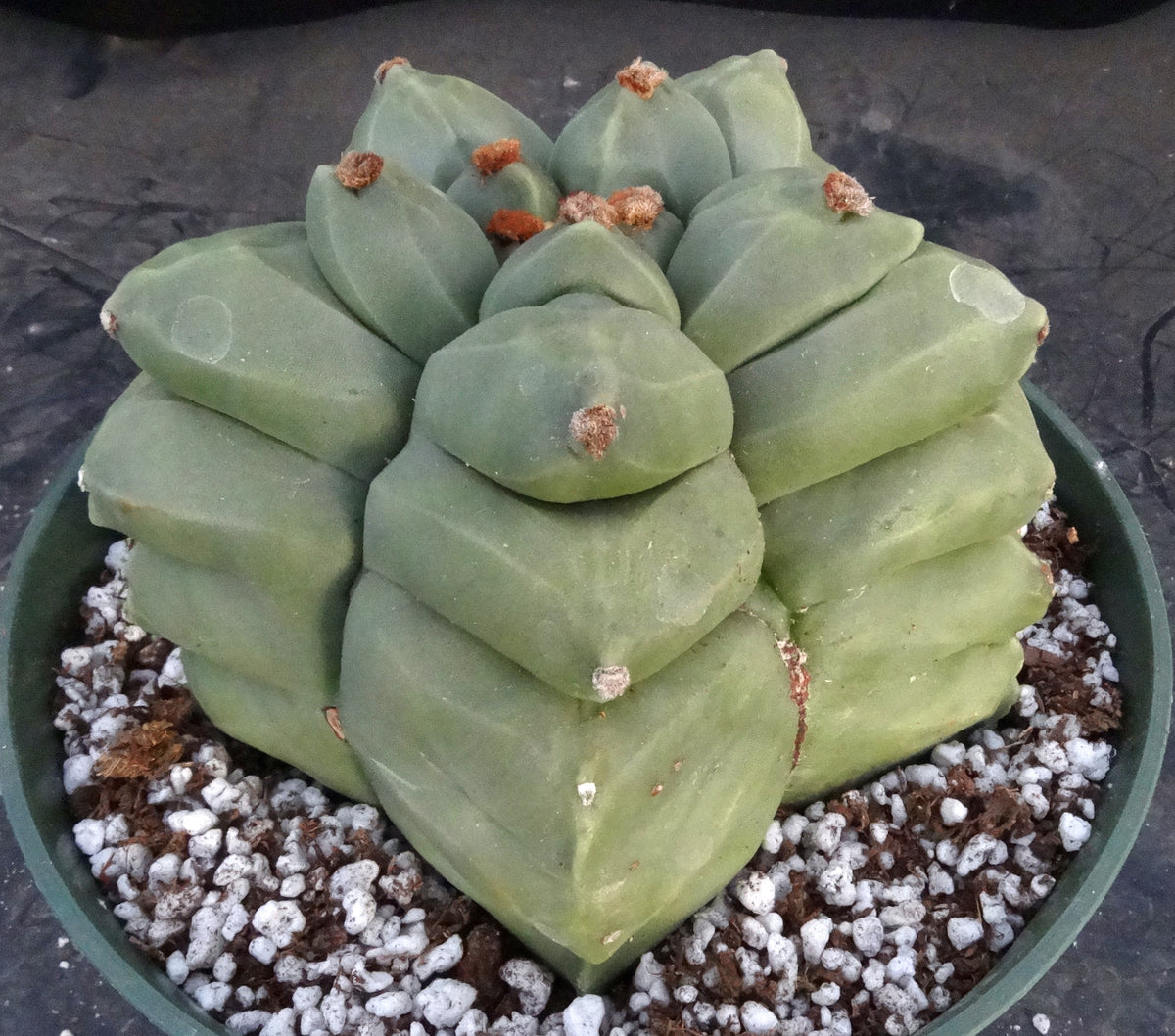 Astrophytum myriostigma 'Kikko' B – Kyle's Plants