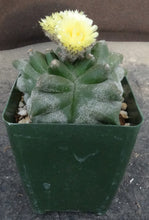 Load image into Gallery viewer, Astrophytum myriostigma 'Kikko'
