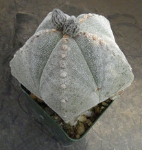 Load image into Gallery viewer, Astrophytum myriostigma *larger*
