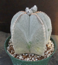Load image into Gallery viewer, Astrophytum myriostigma *extra large plant*

