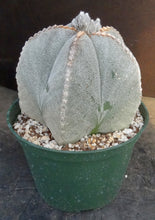 Load image into Gallery viewer, Astrophytum myriostigma *extra large plant*
