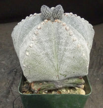 Load image into Gallery viewer, Astrophytum myriostigma *larger*
