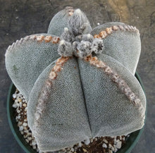 Load image into Gallery viewer, Astrophytum myriostigma *extra large plant*
