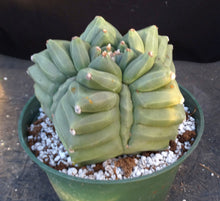Load image into Gallery viewer, Astrophytum myriostigma 'Kikko'
