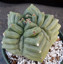 Load image into Gallery viewer, Astrophytum myriostigma 'Kikko'
