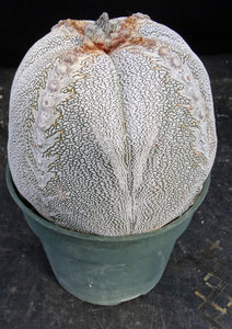 Astrophytum myriostigma 'Onzuka' *Huge Plant*